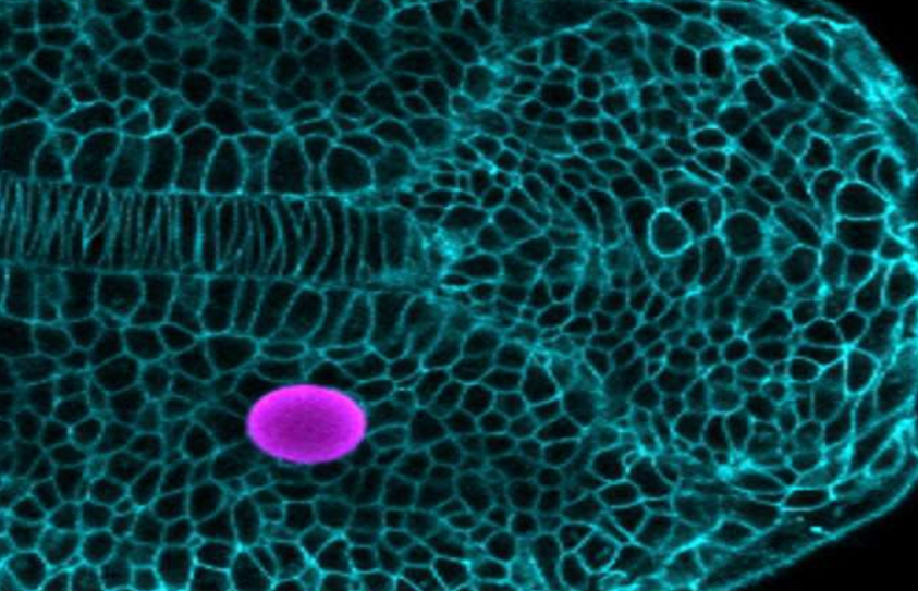 Powerful new technique reveals the mechanical environment of cells in their natural habitat, the living embryo