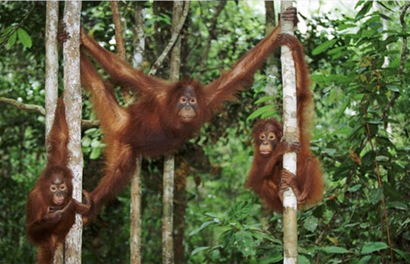 David Attenborough Attacks Plan For Borneo Bridge That Threatens Orangutans 