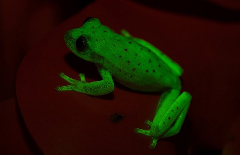 World's first fluorescent frog discovered in South America