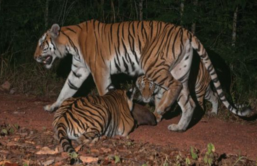 New Population Of Rare Tigers Found In Eastern Thailand