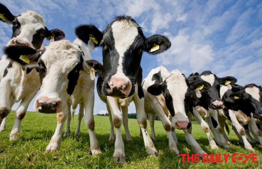 Cows produce more Greenhouse Gases than Cars